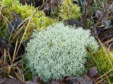 Cladonia rangiformis-8.jpg